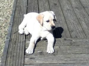 Indigo @ 11 weeks