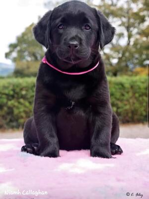 Mila @ 8 weeks
