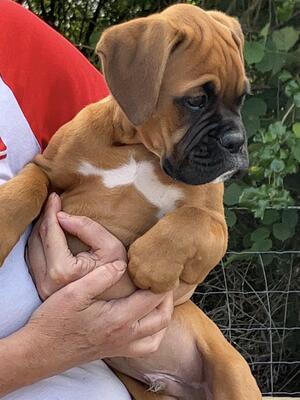 Boy available