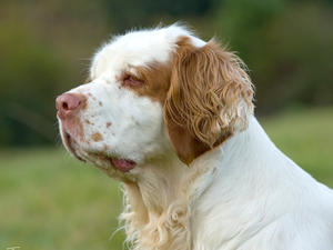 Bridie