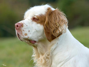 Bridie - Abbyford Brave New Day