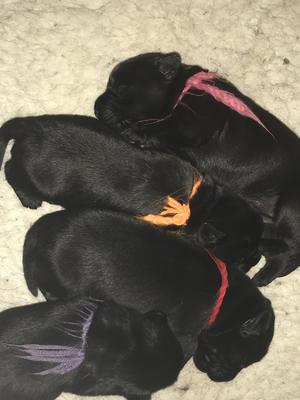 1 week old