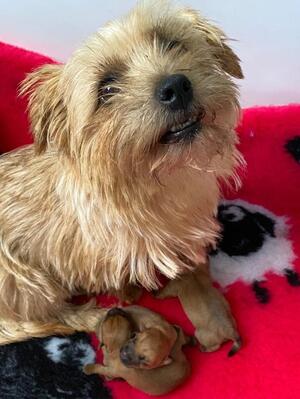 Mum & Pups