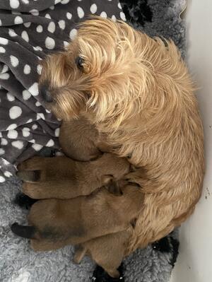 Mum & Pups