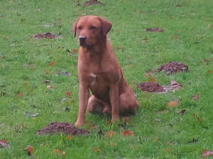 Sire - Flynn Glenn of Wickmoor