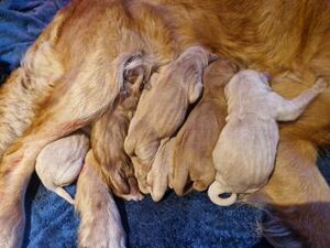 Close up of the puppies