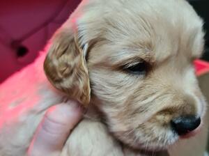 Little boy available