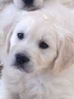 Golden Retriever Breeders Near Dalry Ayrshire Champdogs