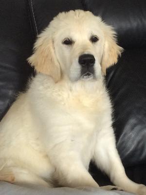 Tullochmohr Labradors And Golden Retrievers