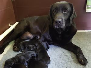 pups with mum 2 days old
