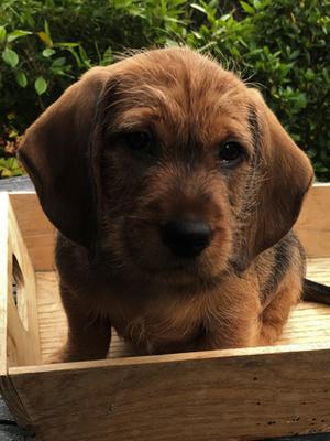 Previous litter Pup