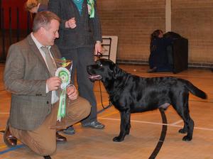 Louis winning 3rd Best in Show