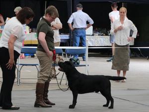 Cotswold and Wyvern Champ show