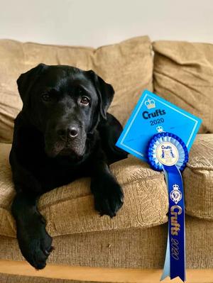 Gilbert Crufts 2020