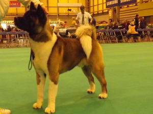 Neo at Crufts 2013