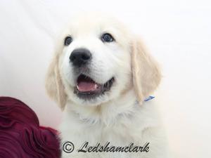 Blue at 7 weeks