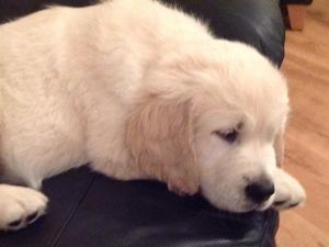 Blue at 8 weeks