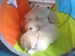 Puppies at 4 weeks