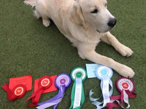 Amazing 1st show for Blue,winning every class and