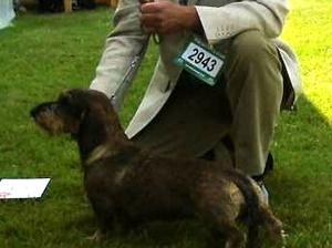 qualifying @ Leeds for Crufts 2016 won Junior bitc