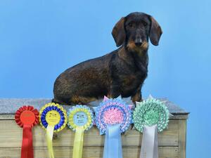 Puppy Group 4 Retford 2020