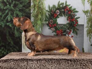 Posh posing… a grown up now!