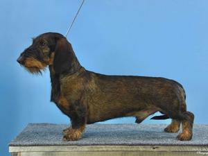 champdogs dachshund