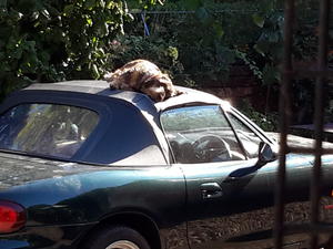 sunbathing on the Mazda!