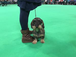Winning her puppy class at CRUFTS 2018