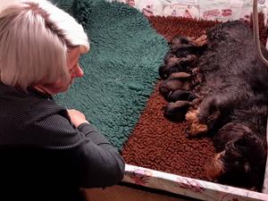 Puppies - born just hours