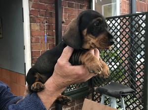 Deri - New litter