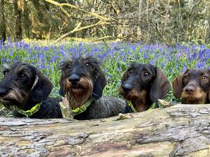 Bluebell Woods