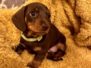 Last little lady available