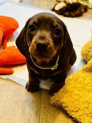 Choc& Tan girl- Available