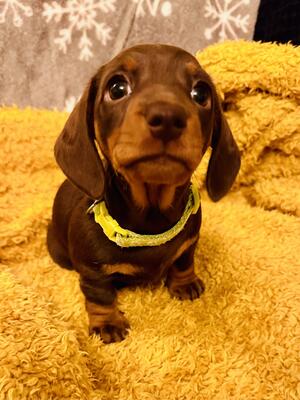 Light Green - Available