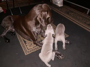 Introducing themselves to Harry