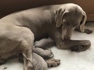 Esme’s litter