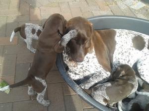 Tess with Pups