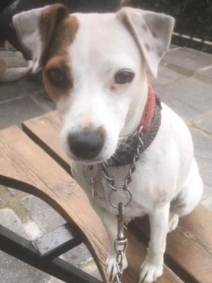 chadbrook parson russell terriers