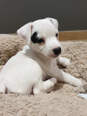 chadbrook parson russell terriers