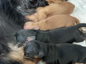 Days old babies