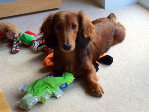 Rusty Enjoys play time