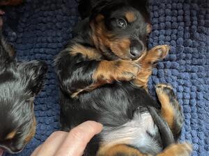 Tickle my tummy