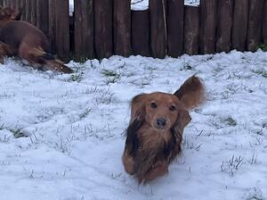 Earnie having fun in the snow