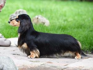 CH Ralines Bright Future (dad)
