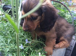 Pedigree Kc Registered Miniature Long Haired Dachshund Puppies In