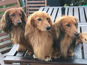 Earnie hanging out with the boys (left side)