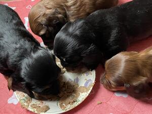 The first supper