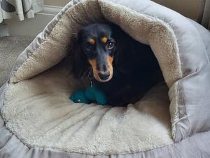 Charlie a sweet loving boy