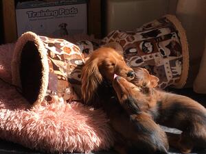 Earnie playing with the babies